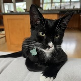 Entry image for Ollie