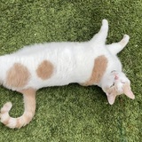 Entry image for Charlie