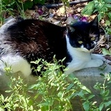 Entry image for Luna