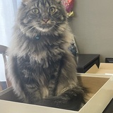 Entry image for Binx