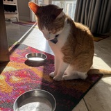 Entry image for Sparkle Dragon