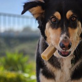 Entry image for Sonja