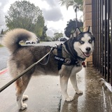 Entry image for Rocket