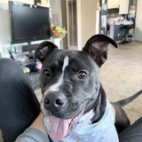 Entry image for Panther 