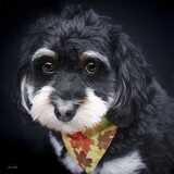 Entry image for Cade