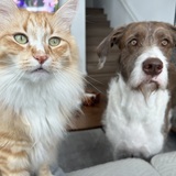 Entry image for Atticus (cat) and Bogart (dog)