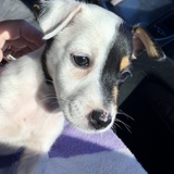 Entry image for Miss Daisy Sue