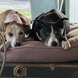 Entry image for Mav-Wick & Bosco