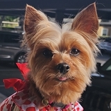 Entry image for Zoey