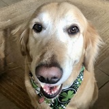 Entry image for Maggie