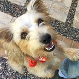 Entry image for Benji