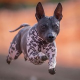Entry image for Neil Patrick Hairless (Doogie)