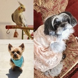 Entry image for Daisy, Mini Cooper, & Guinness 