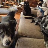 Entry image for Joey, Bug, and Abby
