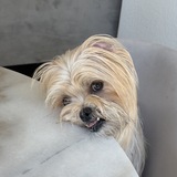 Entry image for Tippi