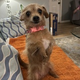 Entry image for Rosie
