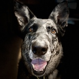 Entry image for Sookie