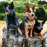 Entry image for (L to R): Gina Marie, Quincy Rose, Lacey Mae