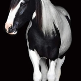 Entry image for WHISKEY LULLABY 