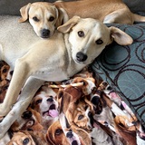 Entry image for Jackson James and Wylie Coyote (puppy)