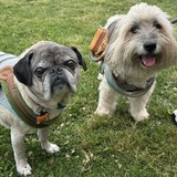 Entry image for Frank and Logan