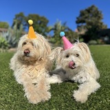 Entry image for Miles and Maggie