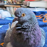 Entry image for Habibi Brewster