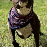 Entry image for Lola