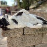 Entry image for Neko