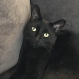 Entry image for Jake