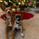 Entry image for Chewie and Rebel