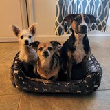 Entry image for Sparky, Jeffrey, Ember