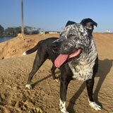 Entry image for Bubba 