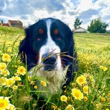 Entry image for Yogi