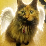 Entry image for Monkey Bea Kitty 
