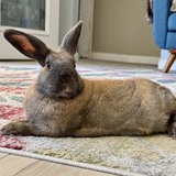 Entry image for Peep