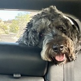 Entry image for Gidget