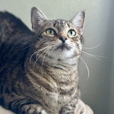 Entry image for MIMI