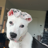 Entry image for Pepper