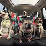 Entry image for Eevee, Espie, Bentley, Artemis 