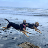 Entry image for Peppa & Geesy 