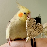 Entry image for Cookie