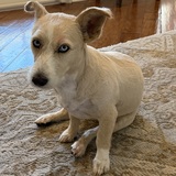 Entry image for Stella