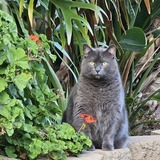 Entry image for Smokey