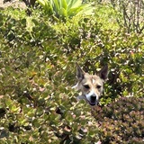 Entry image for Maggie
