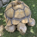 Entry image for Frankie and babies