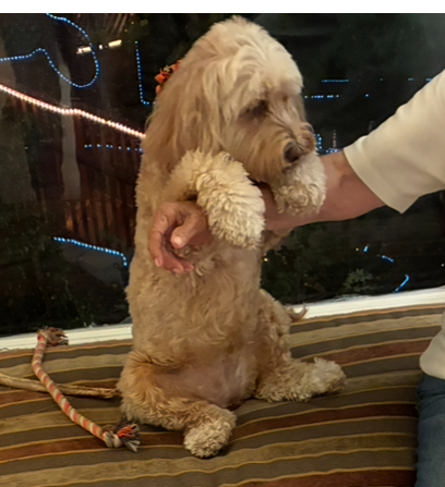 Entry image for Patti. Clicking this image will show a larger photo