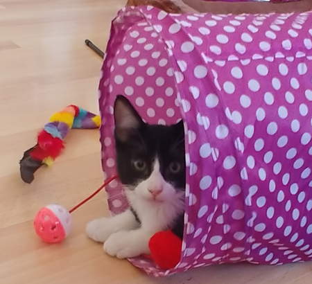 Entry image for Sachi. Clicking this image will show a larger photo