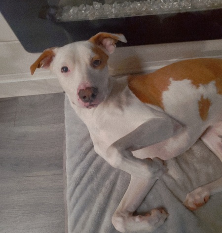 Entry image for Ruby . Clicking this image will show a larger photo