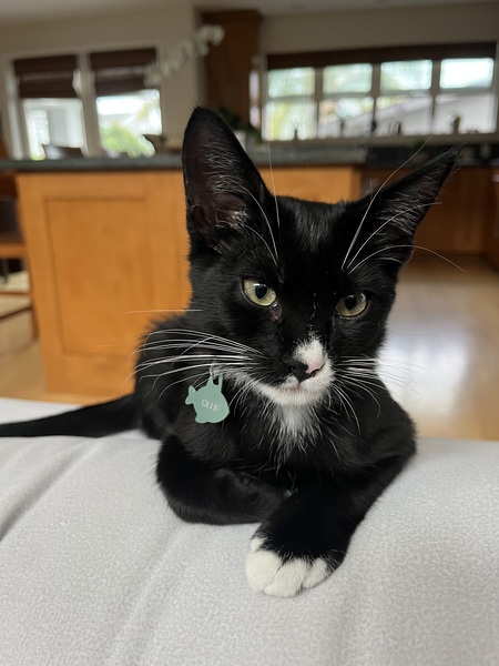 Entry image for Ollie. Clicking this image will show a larger photo